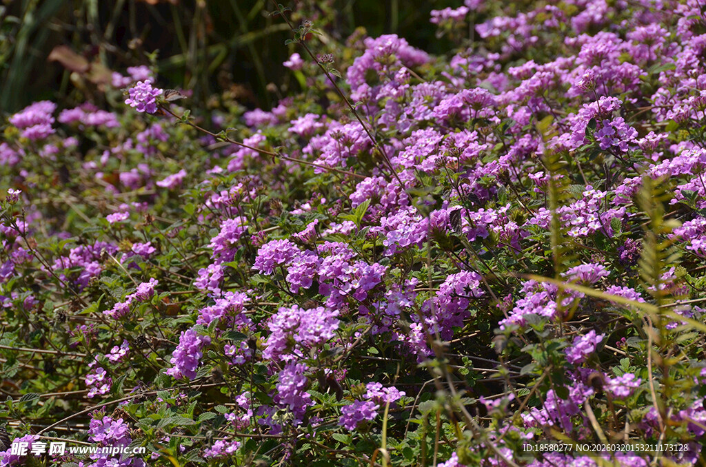 蔓马樱丹紫色花丛绽放自然之美