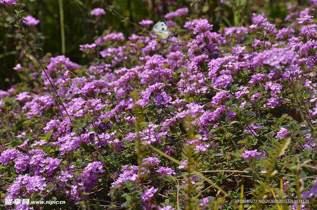蔓马樱丹紫色繁花绽放的美丽景致