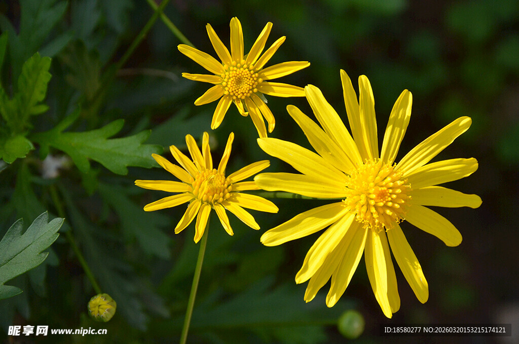 三朵明艳黄色小野花
