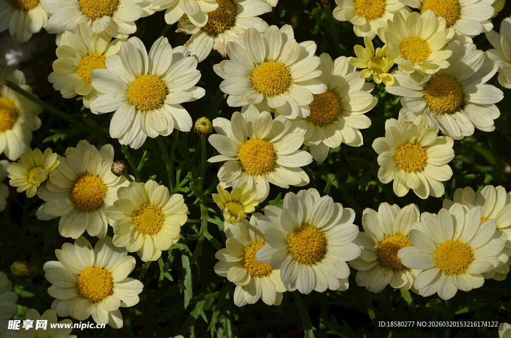 白色雏菊绽放的美丽景象