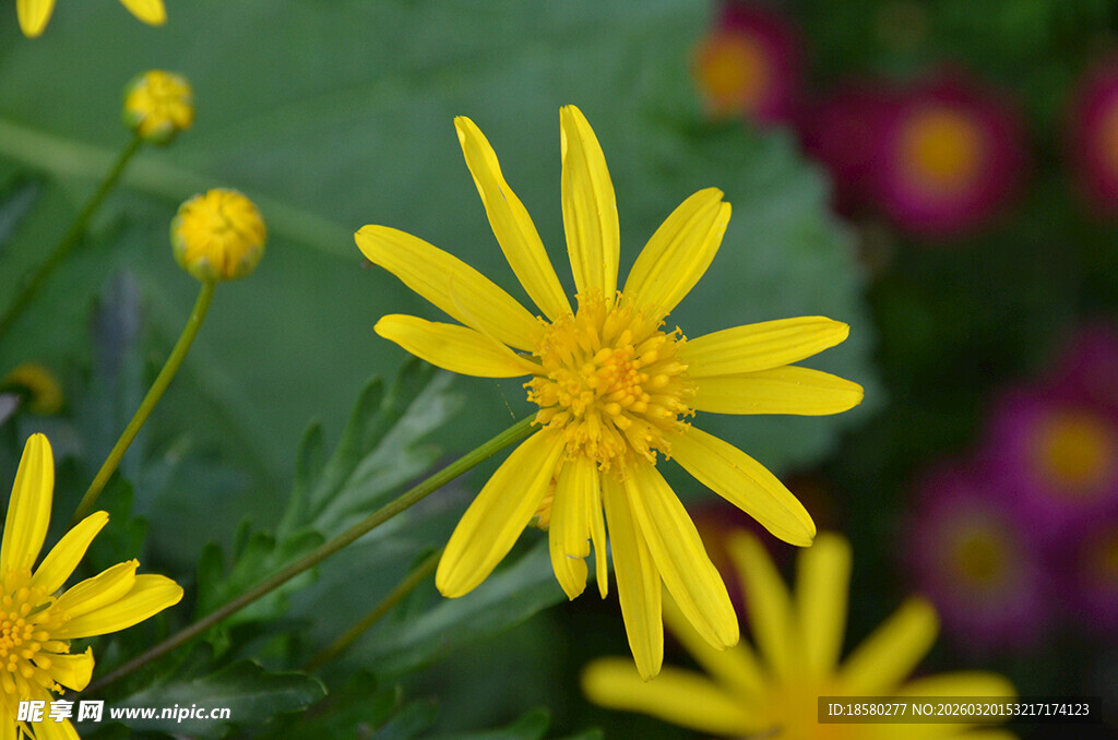 绽放的黄色小菊花
