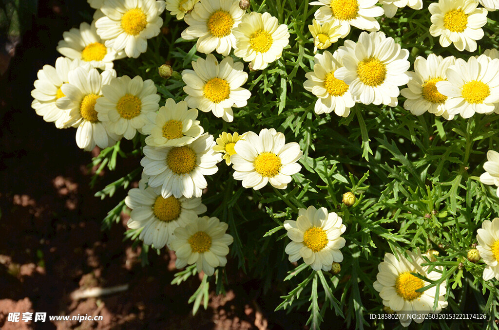白色雏菊绽放生机