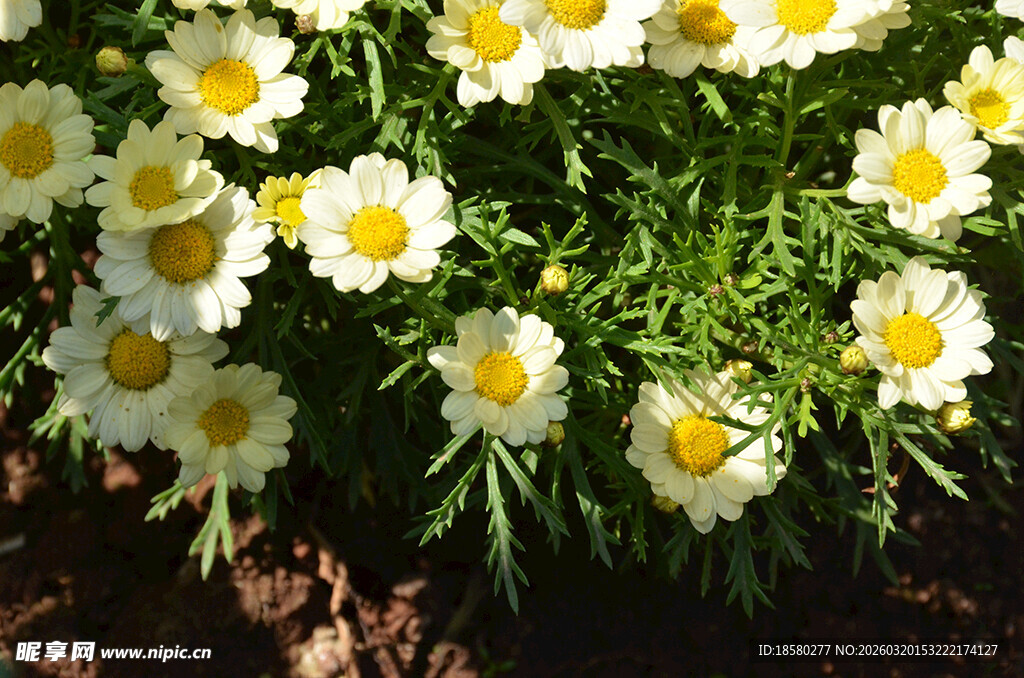 白色雏菊绽放绿意间