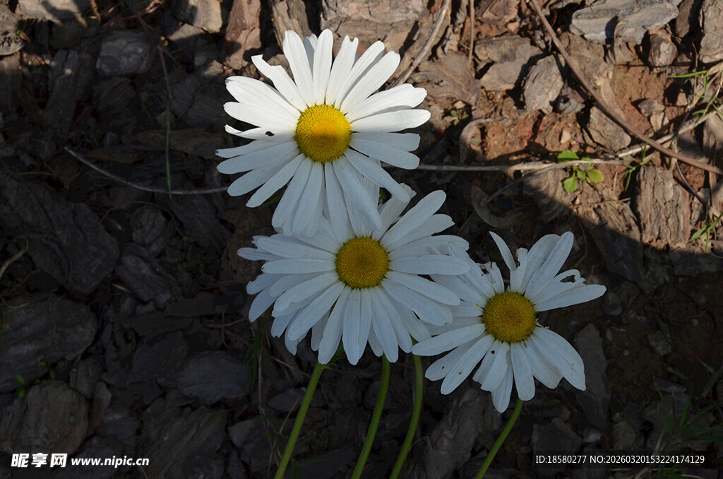 三朵雏菊绽放于土地