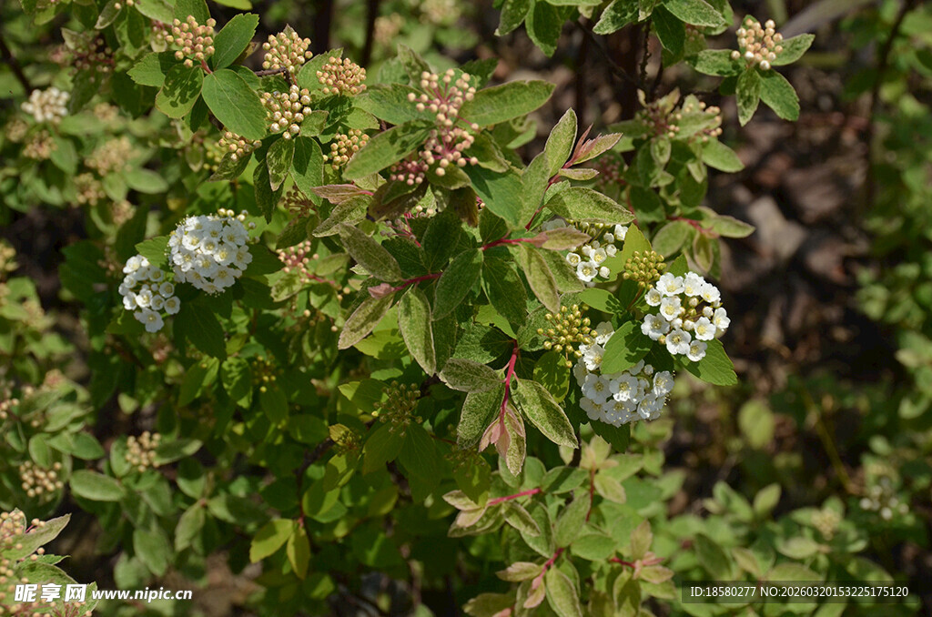 绿叶间的白色小花与果