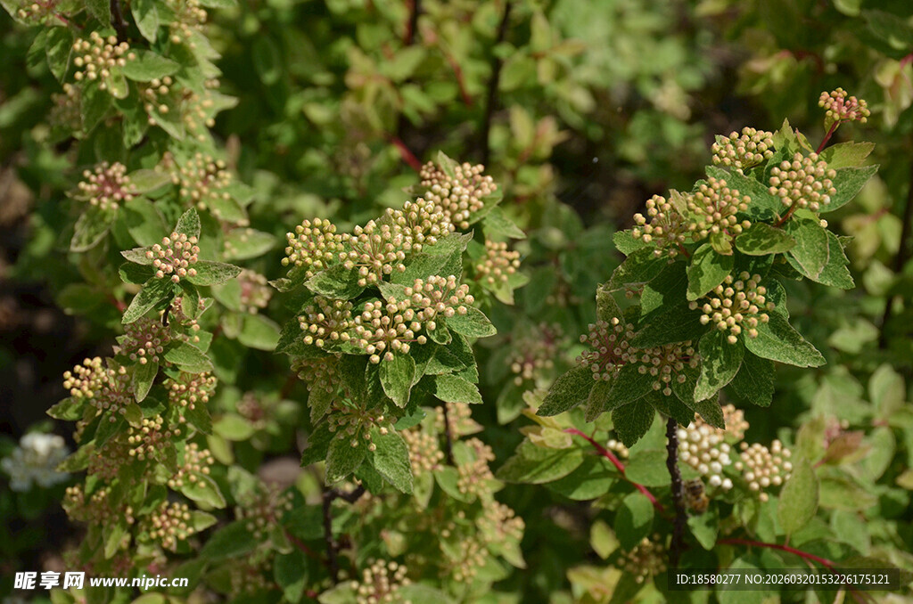 绿叶繁花的植物景观