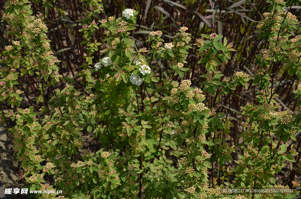 茂密绿植生机盎然