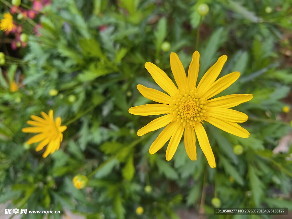 黄色小花绽放于绿叶间