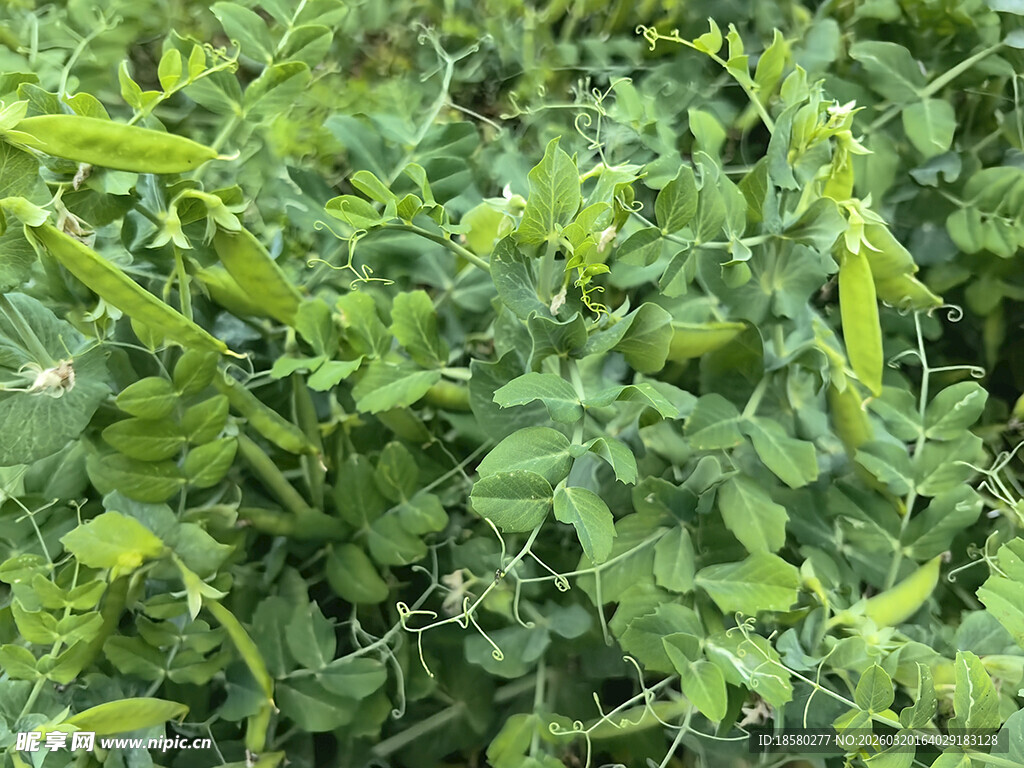翠绿豌豆植株