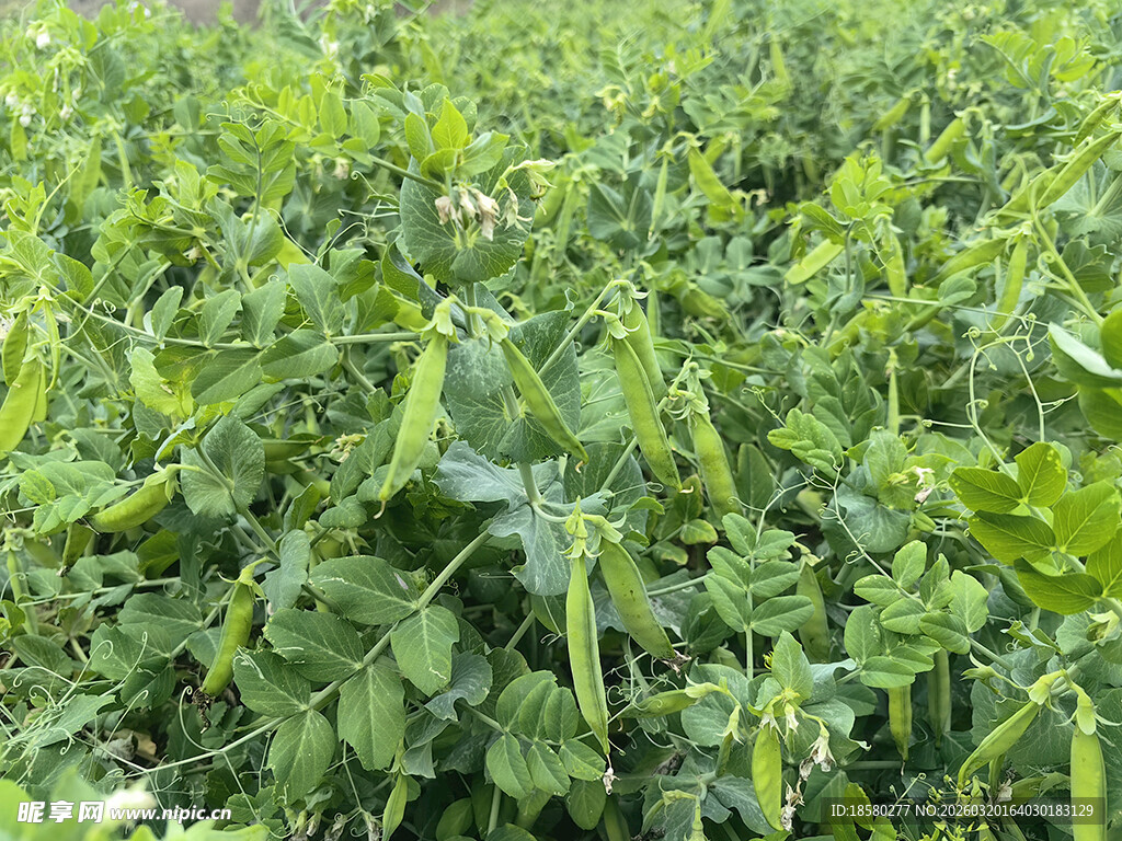 豌豆种植田绿意盎然