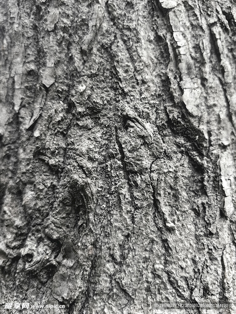 树皮纹理特写
