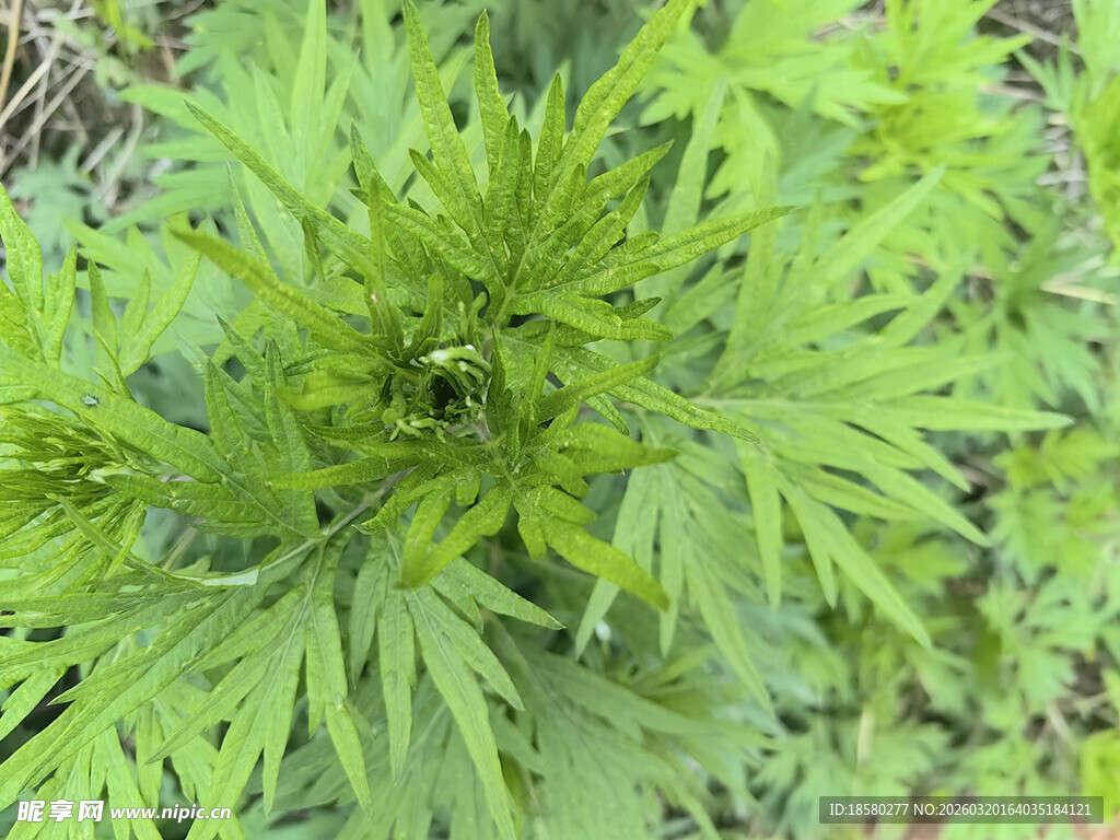 绿色艾草植株特写