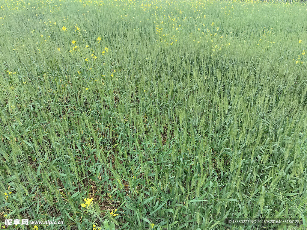 绿色麦田中的黄色小花