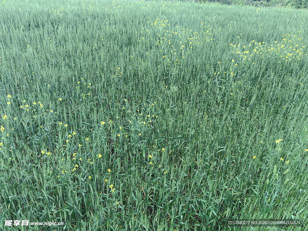 绿色麦田中的点点黄花