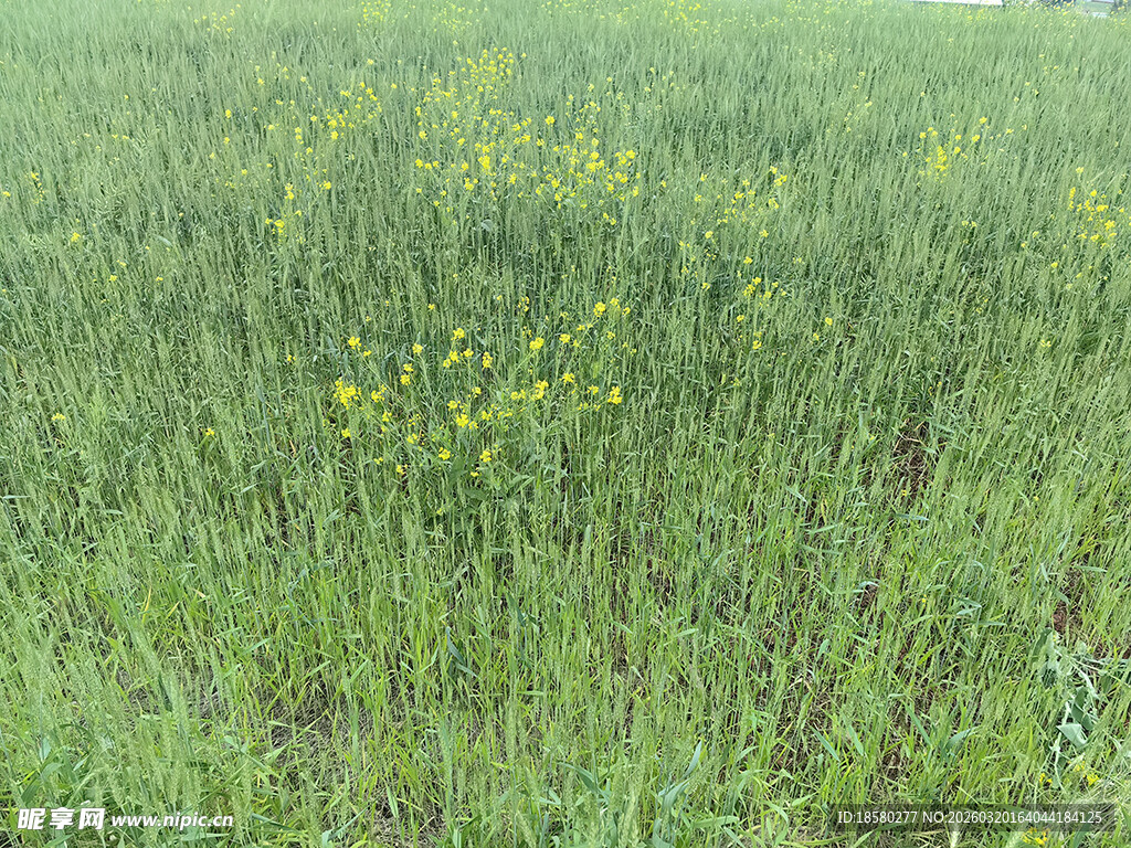 绿色田野中的黄色小花