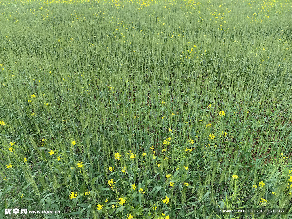 油菜地春日黄花点缀的翠绿草地