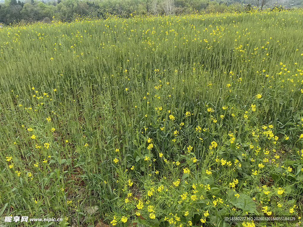 油菜地春日油菜田美景