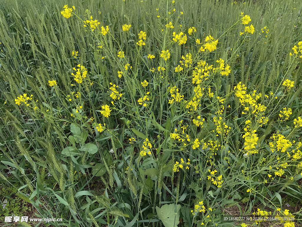 金黄油菜花田绽放春光