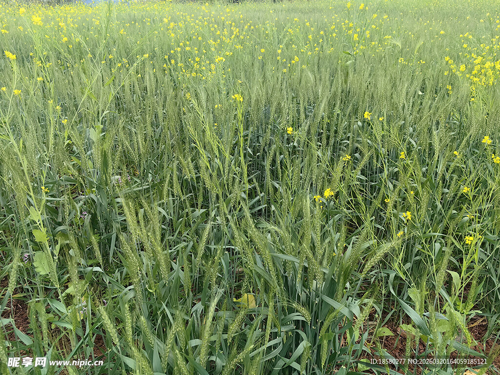 绿色田野中的蓬勃麦苗