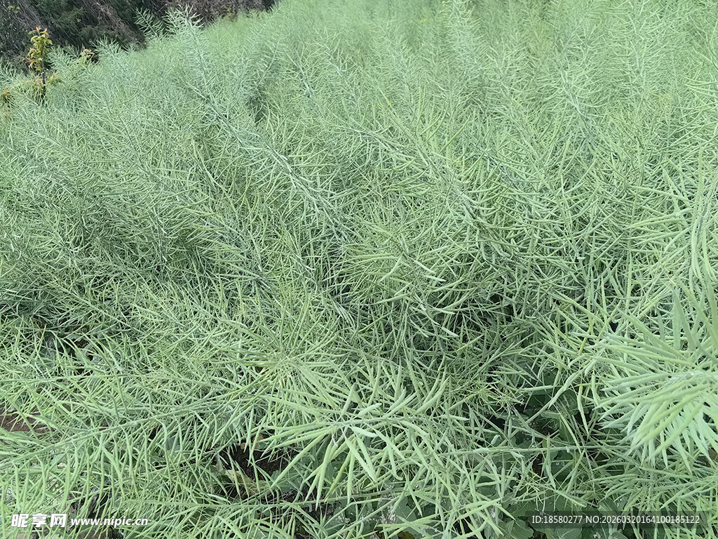 油菜地翠绿文竹植物景观