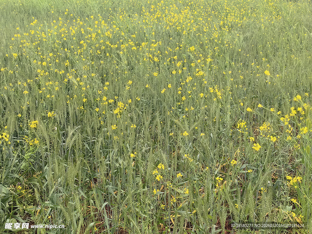金黄灿烂的油菜花田