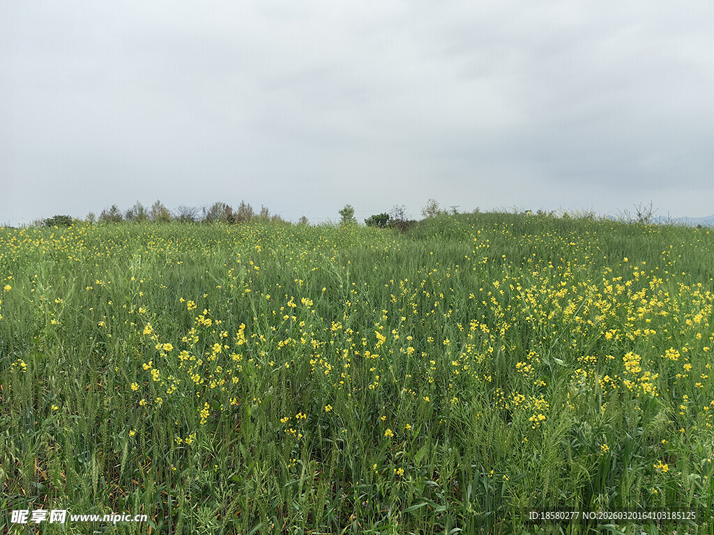 春日黄花遍野的油菜地草地