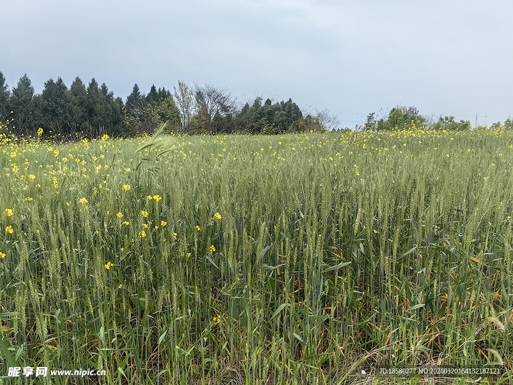 麦田与油菜花田的美丽景致