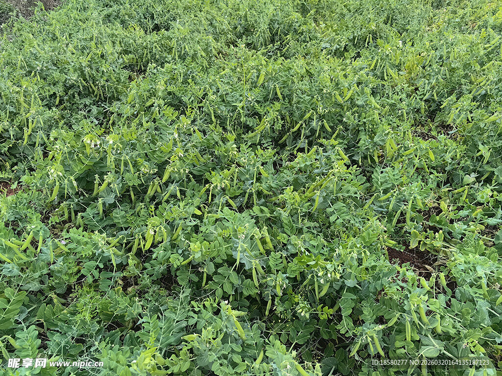 绿意盎然的植物田地