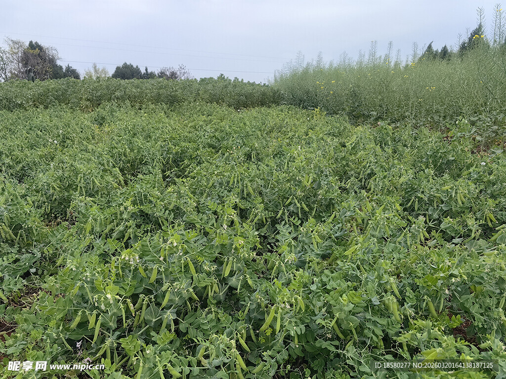 绿意盎然的广阔农田