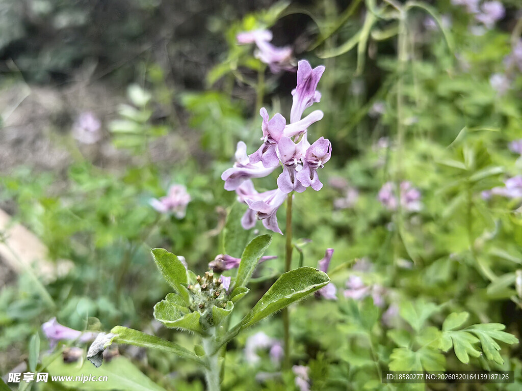 紫色野花绽放于绿意间