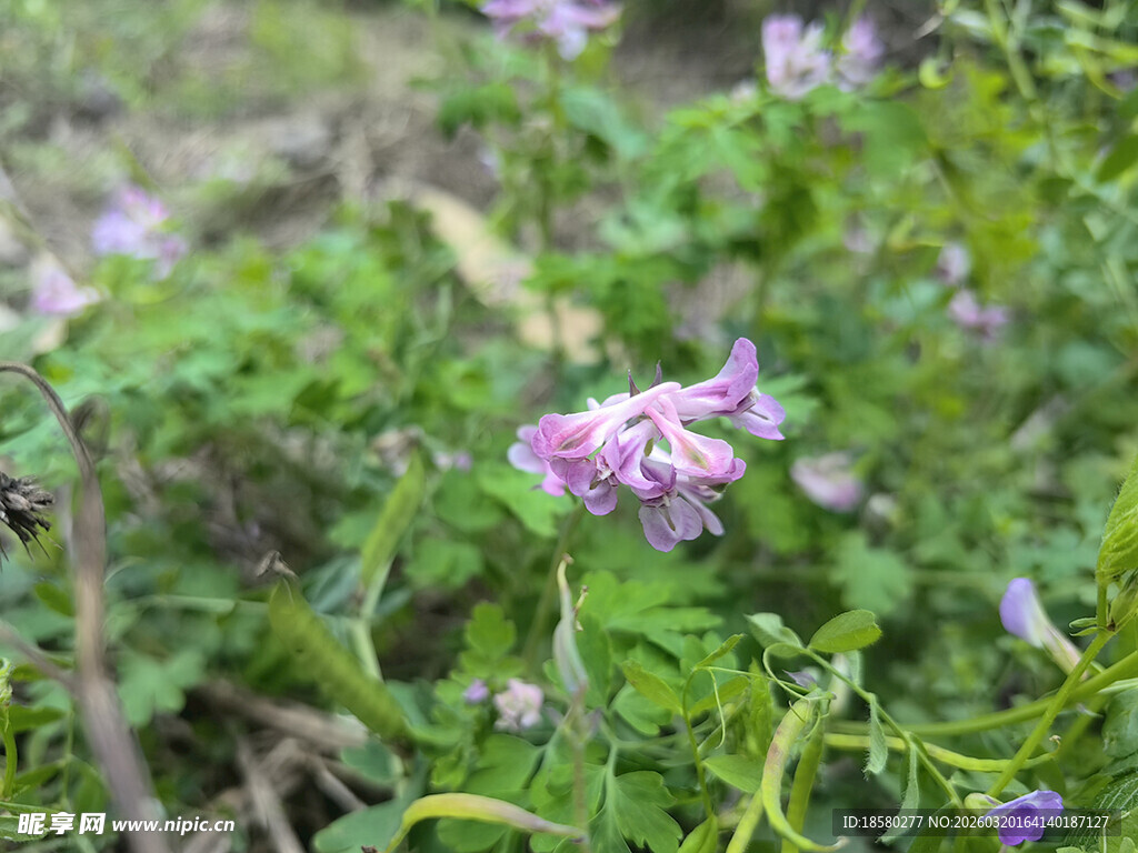 田野中的紫色小花