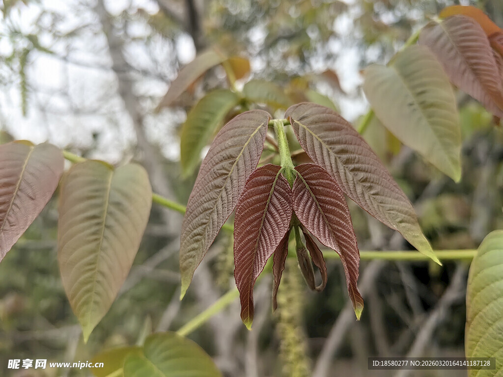 枝头嫩叶与垂挂果穗