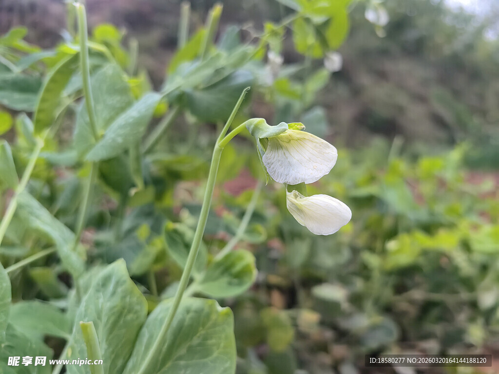 田间绽放的白色豌豆花