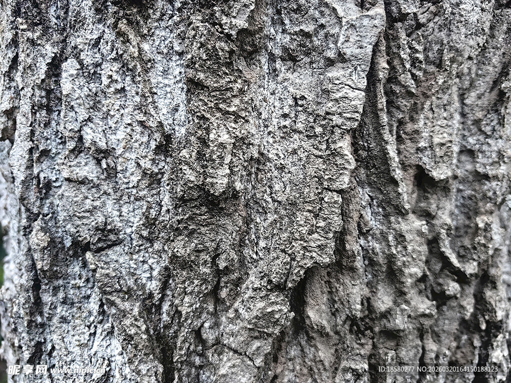 树皮纹理特写