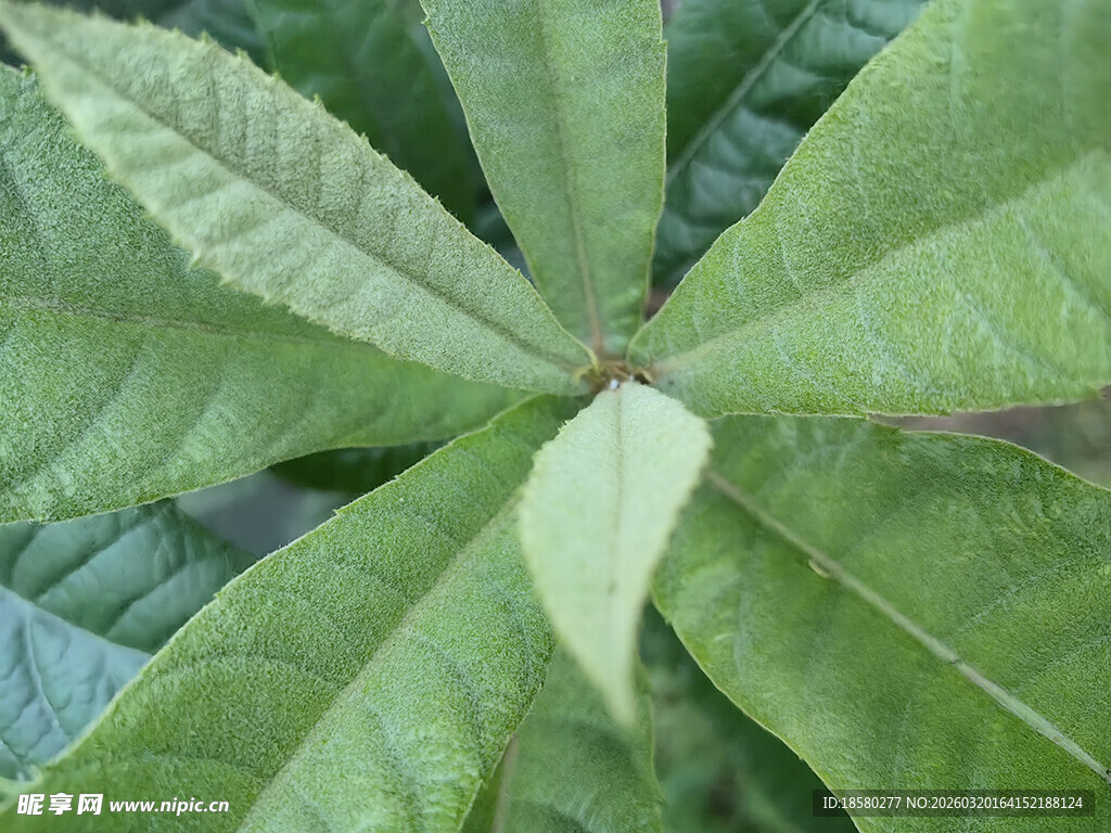特写翠绿掌状叶片