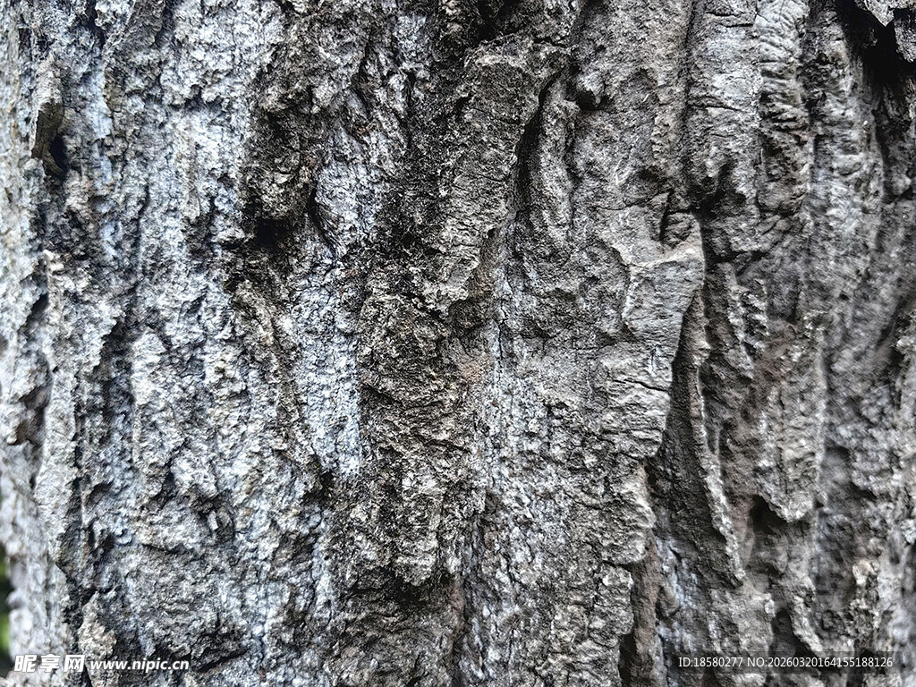 粗糙的树皮纹理特写
