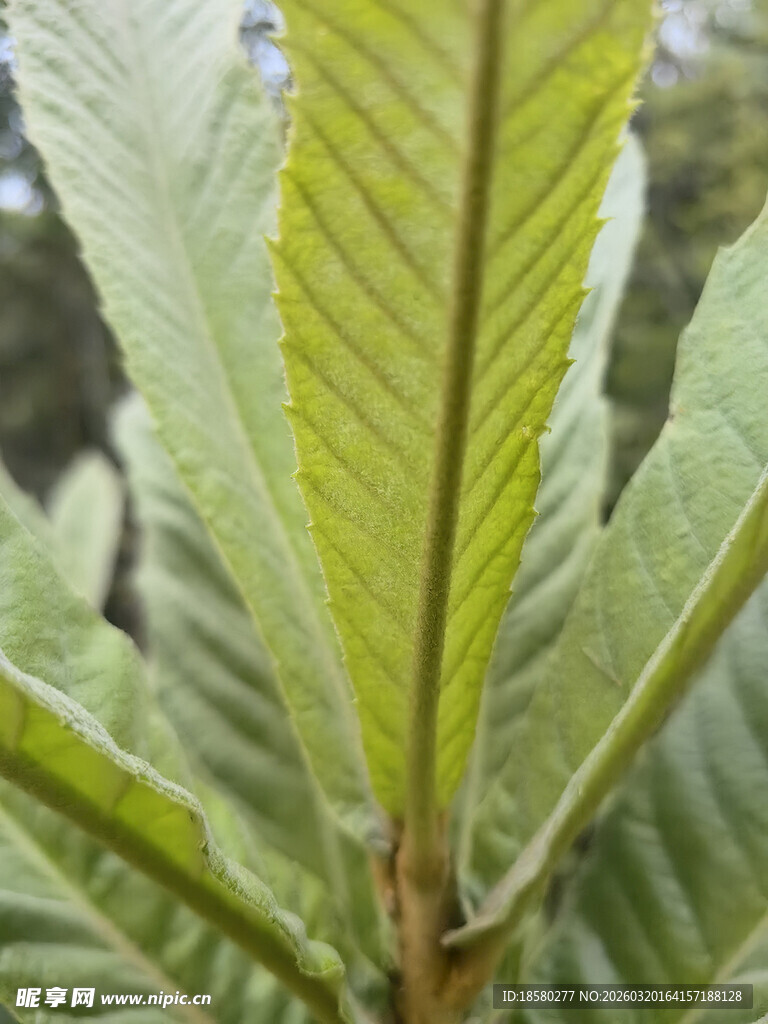 特写嫩绿舒展的植物叶片