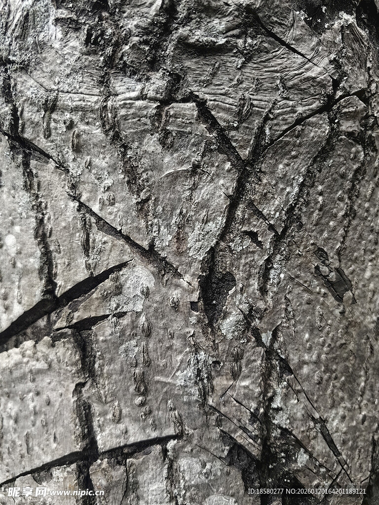 粗糙树皮纹理特写