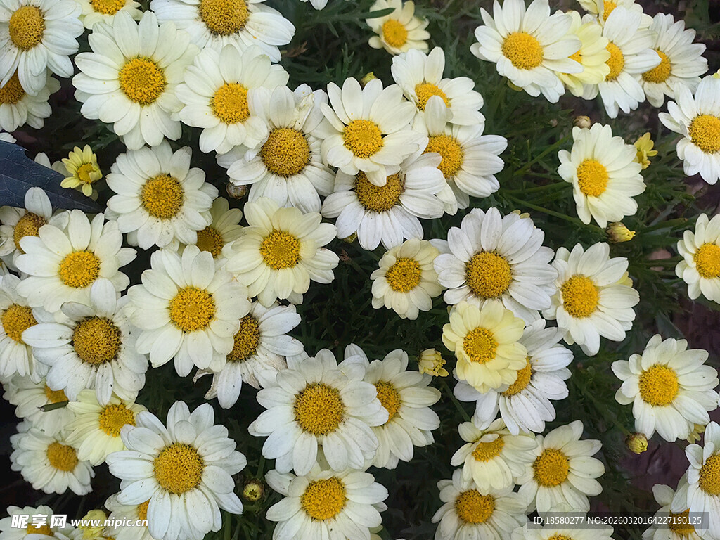 白色雏菊绽放的美丽画面