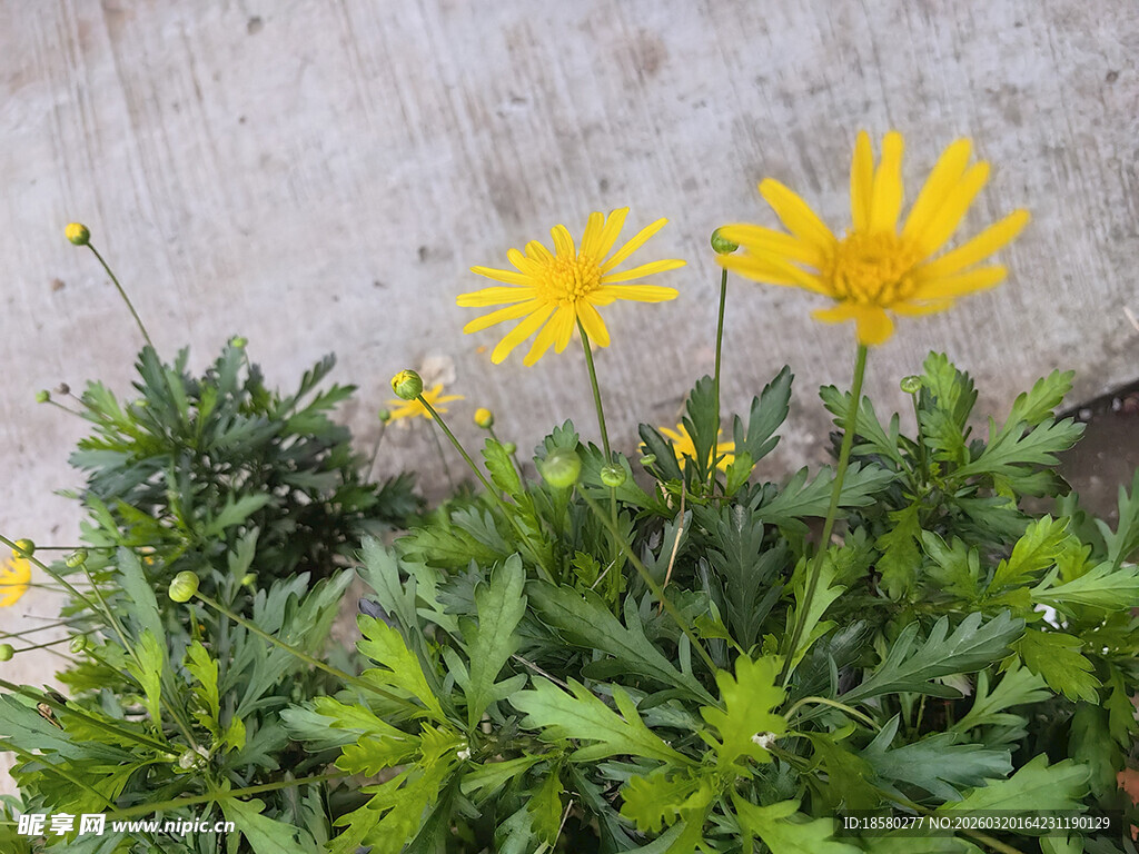 黄色小花及其翠绿叶片