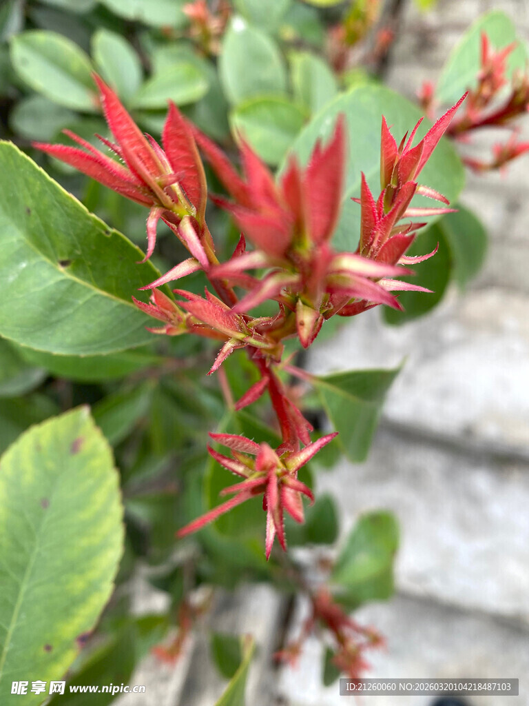 红叶石楠新梢期