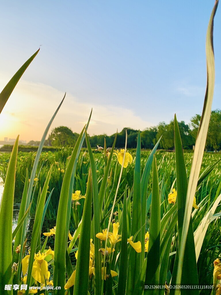 湖畔黄花绿草美景