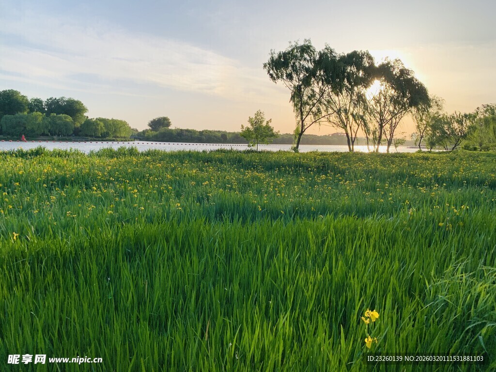 田野风光中的树木