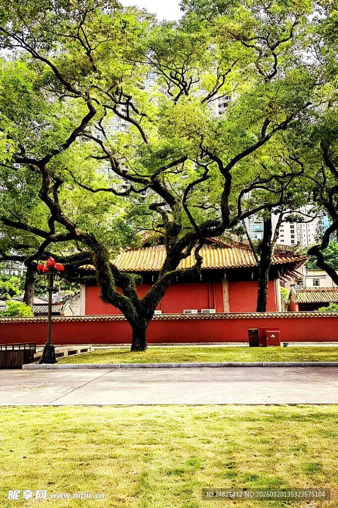 古树下的中式红建筑