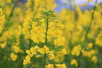 油菜花