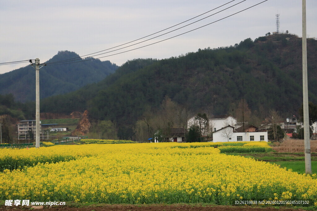 油菜花