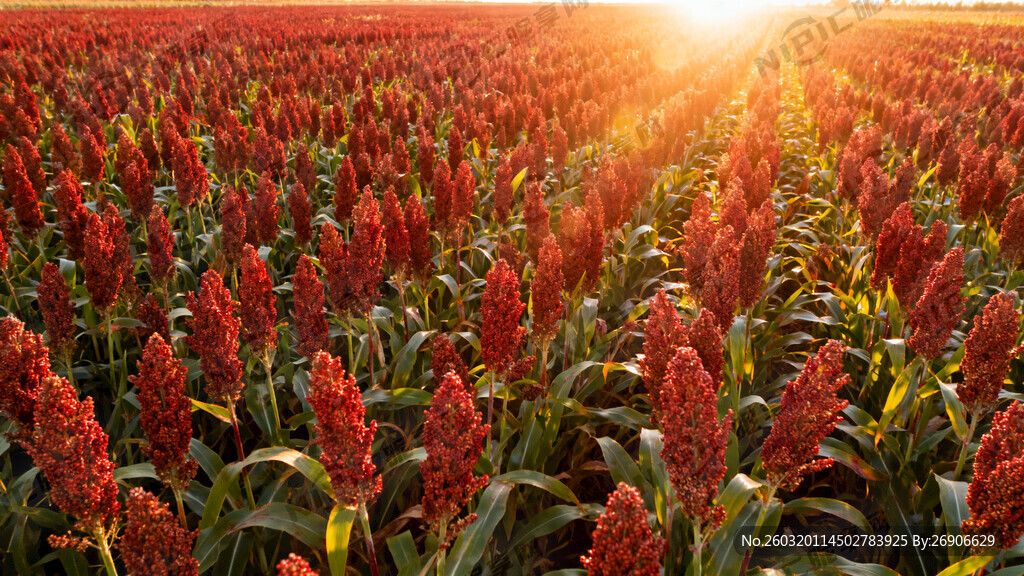生成一张高粱红了的图片要大气