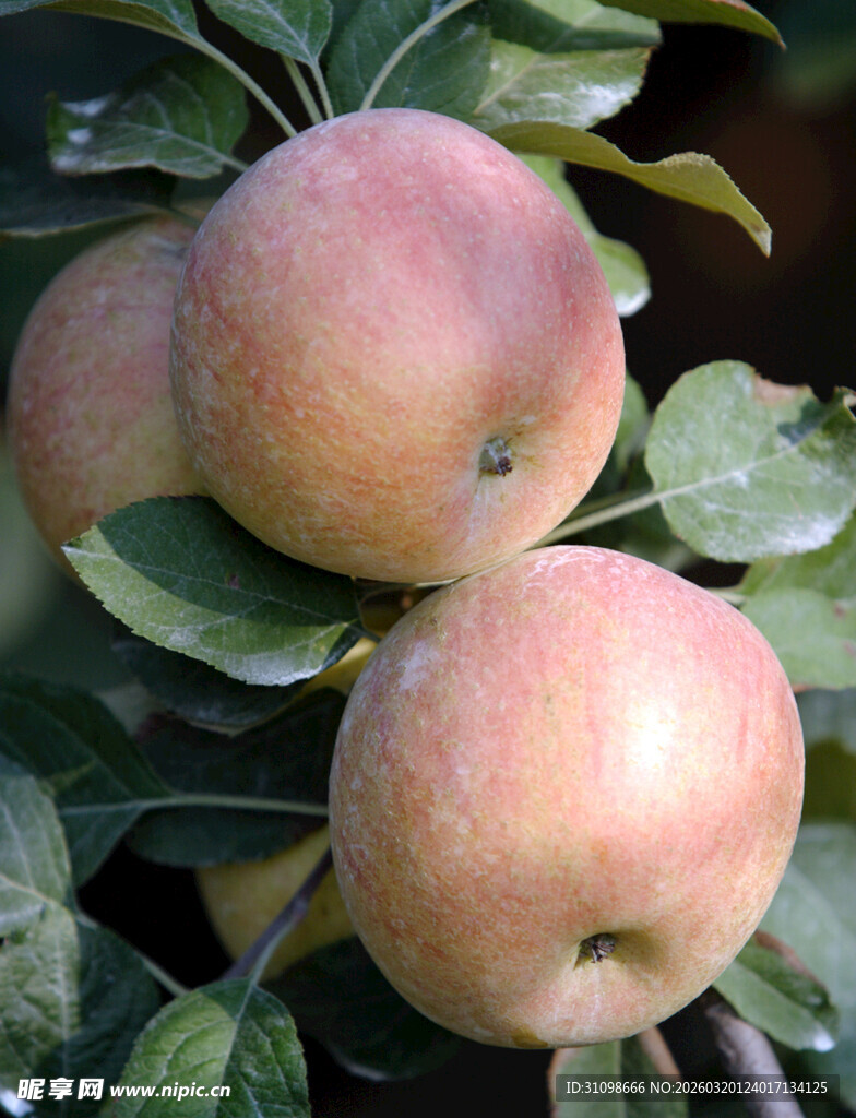 枝头粉嫩饱满的成熟苹果