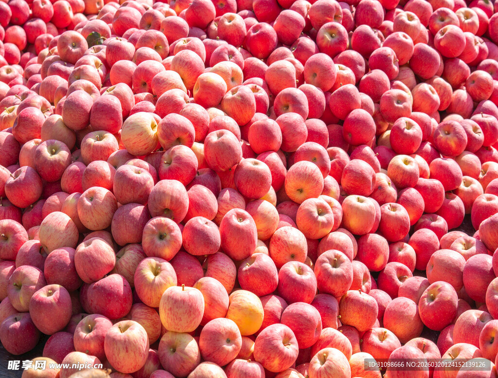 堆积如山的鲜艳红苹果
