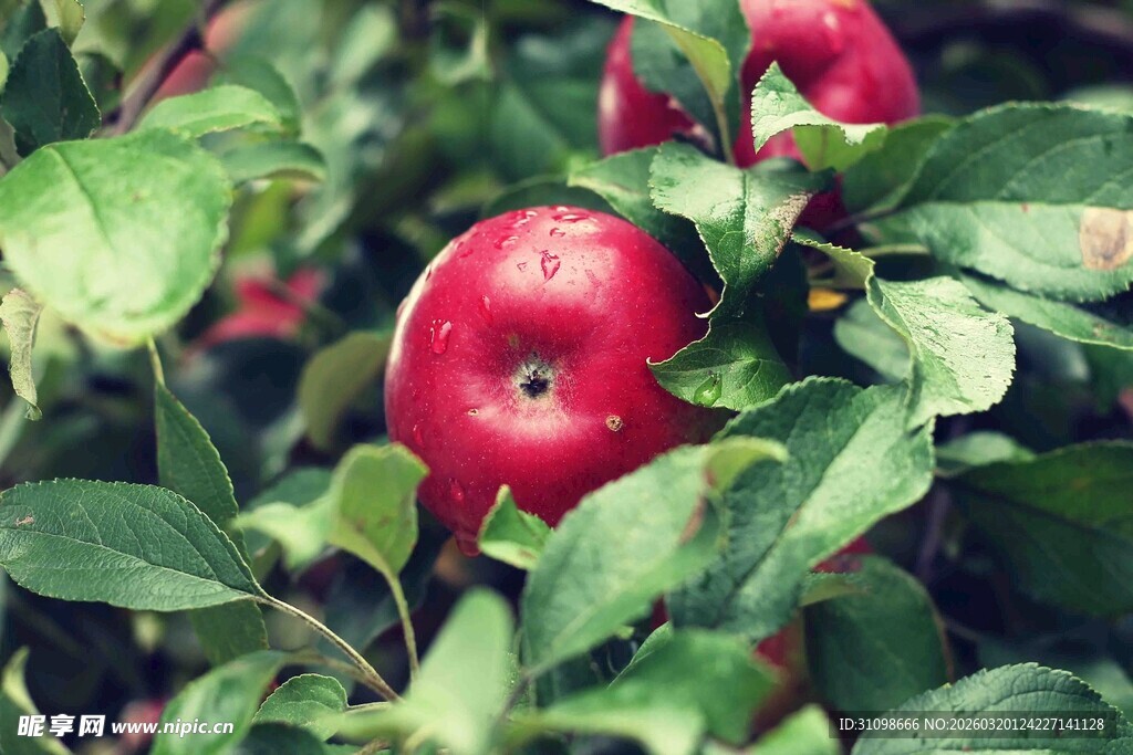 枝头红苹果
